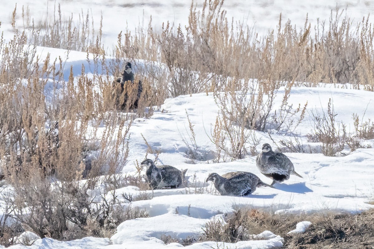 Greater Sage-Grouse - ML551578711