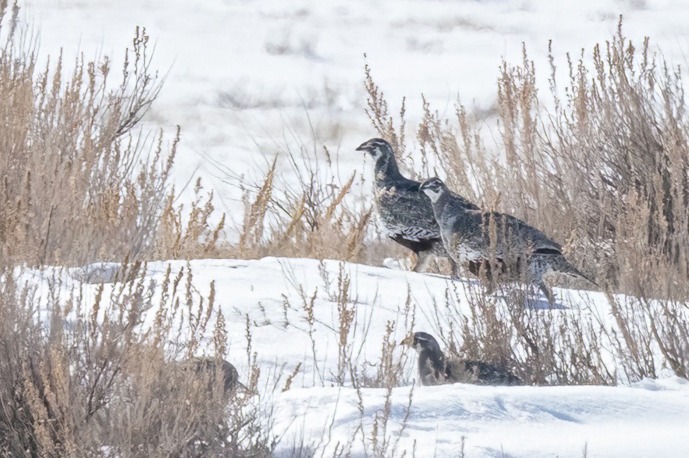 Greater Sage-Grouse - ML551578851