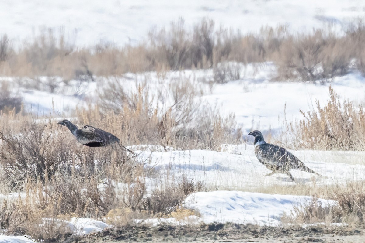 Greater Sage-Grouse - ML551578921
