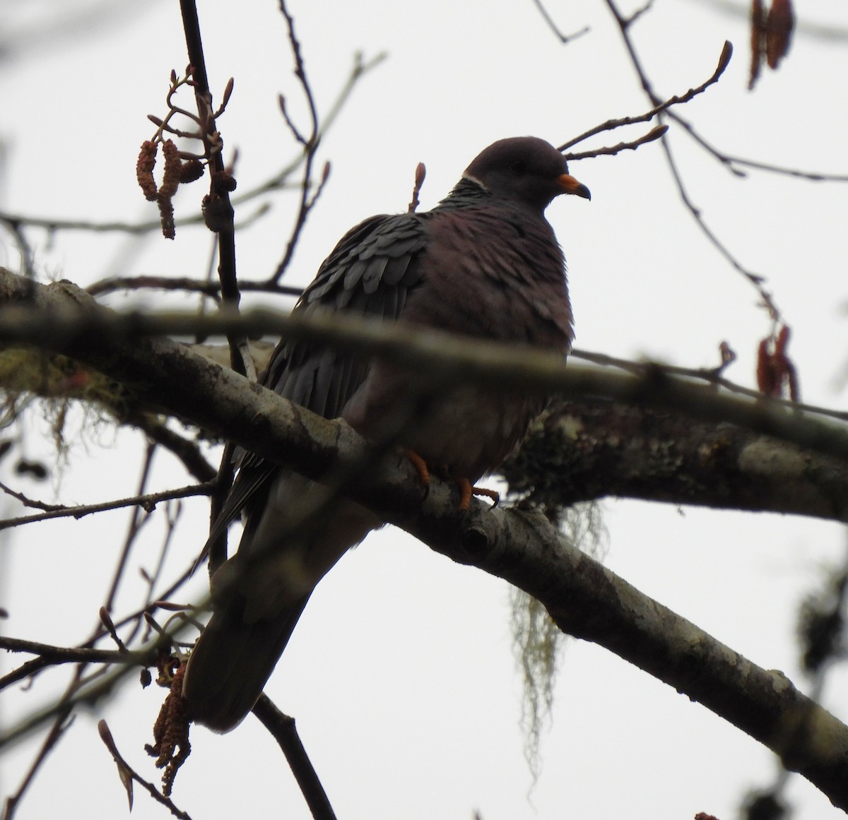 Band-tailed Pigeon - Rick Bennett