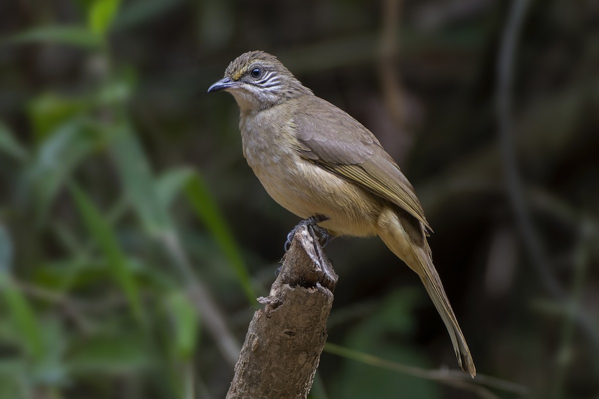 Streak-eared Bulbul - Jeff Maw