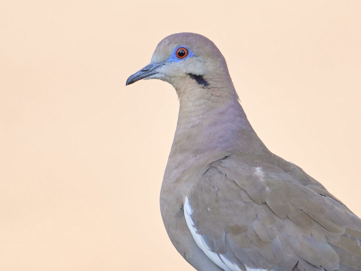 White-winged Dove - ML551580361