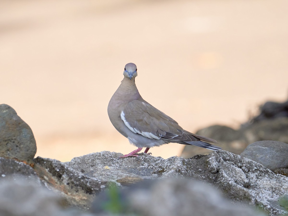 White-winged Dove - ML551580381