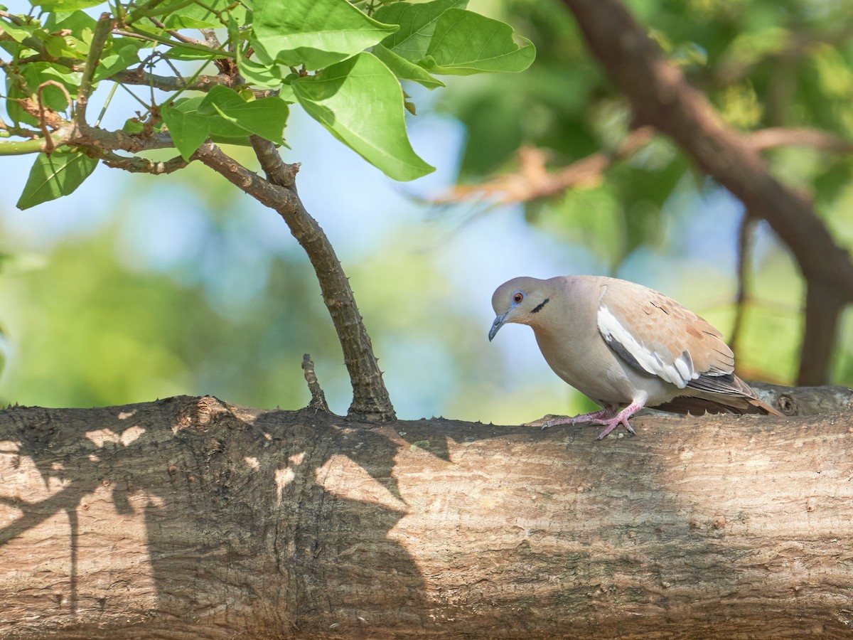 White-winged Dove - ML551580391