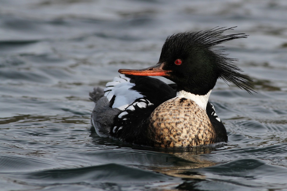 Red-breasted Merganser - ML55158151