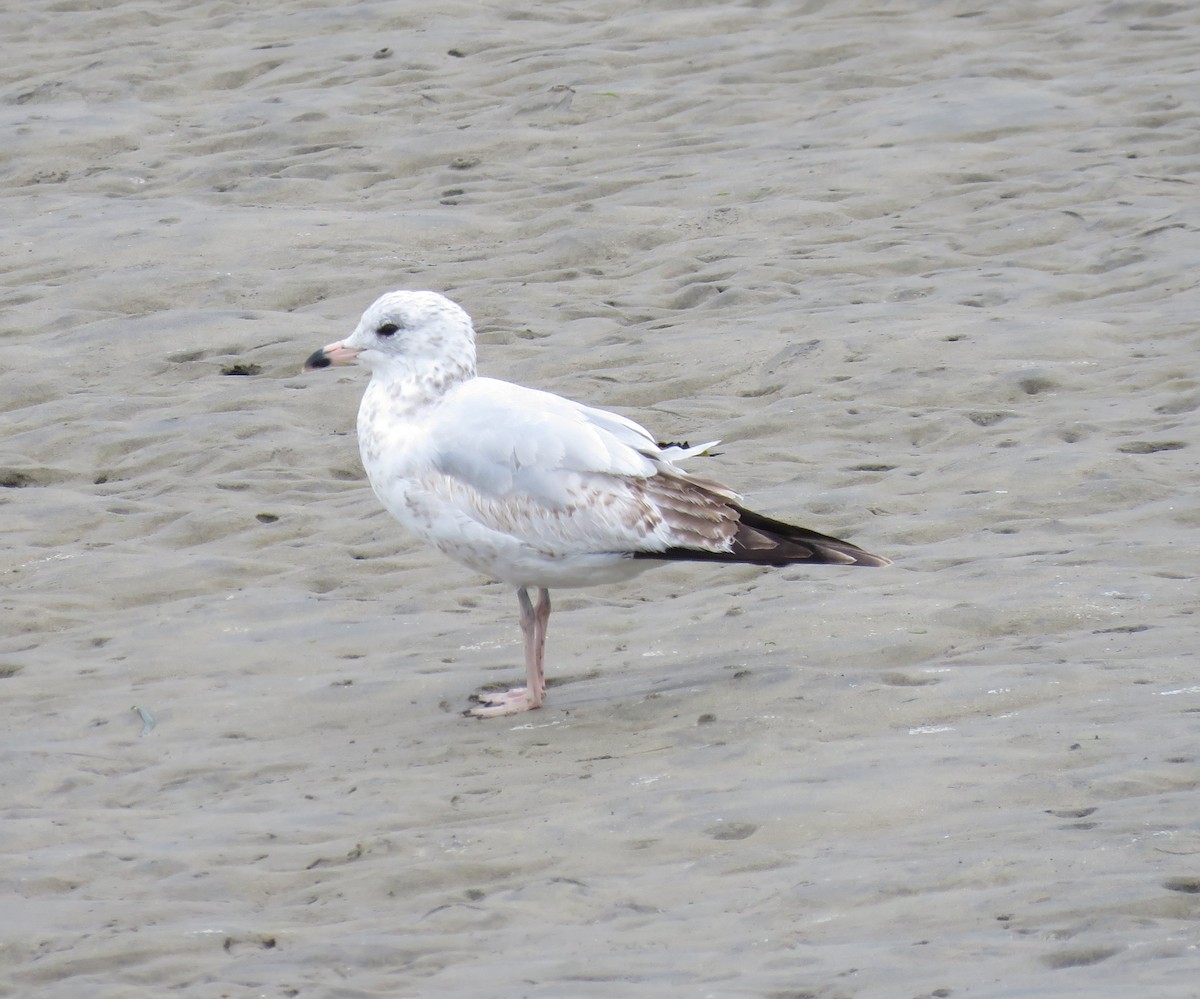 クロワカモメ - ML551582701