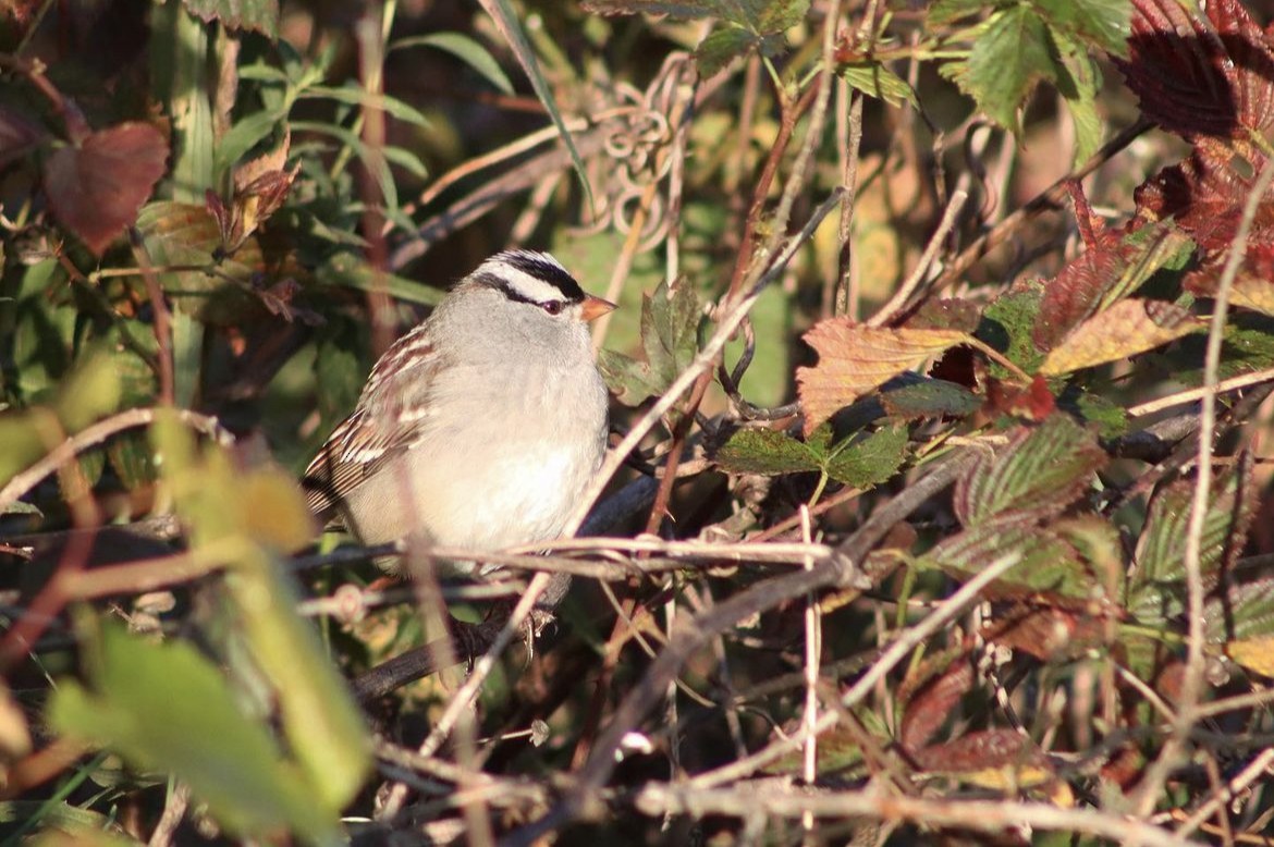 White-crowned Sparrow - ML551583091
