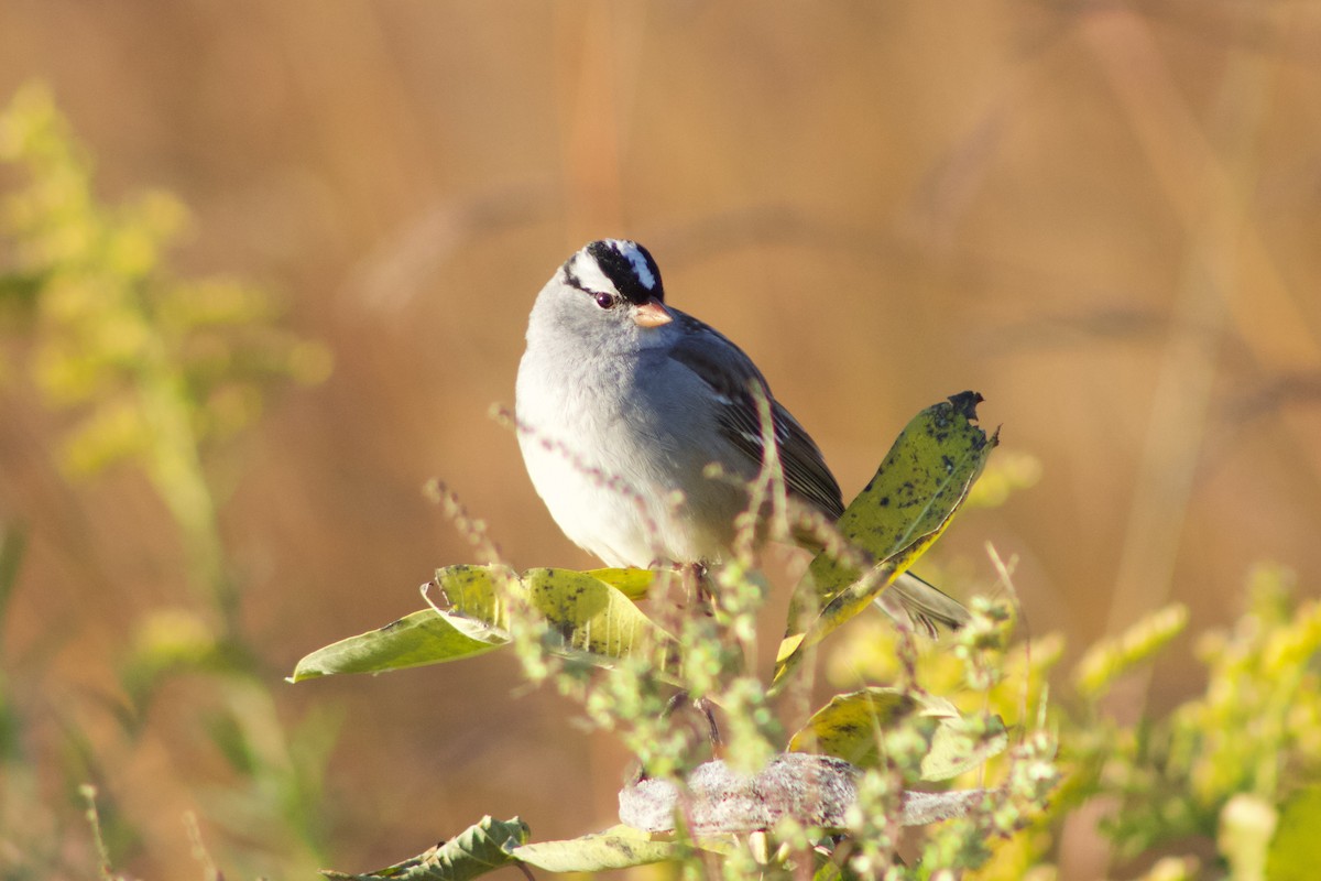 White-crowned Sparrow - ML551583101