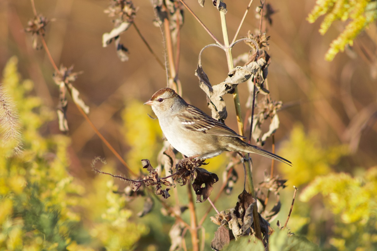 White-crowned Sparrow - ML551583111