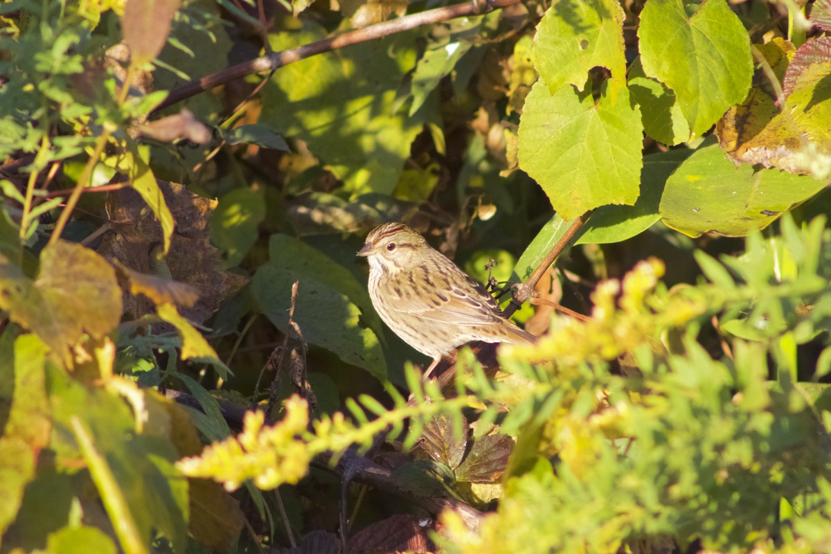 Lincoln's Sparrow - ML551583311