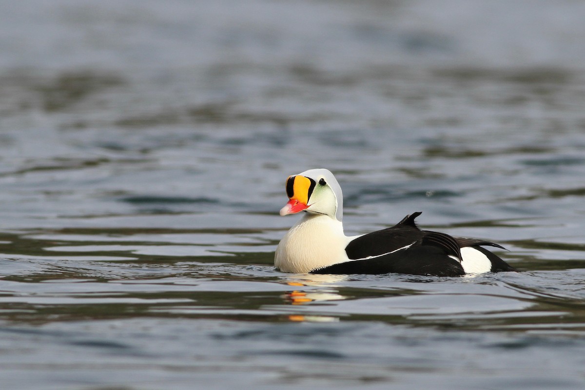 King Eider - ML55158451