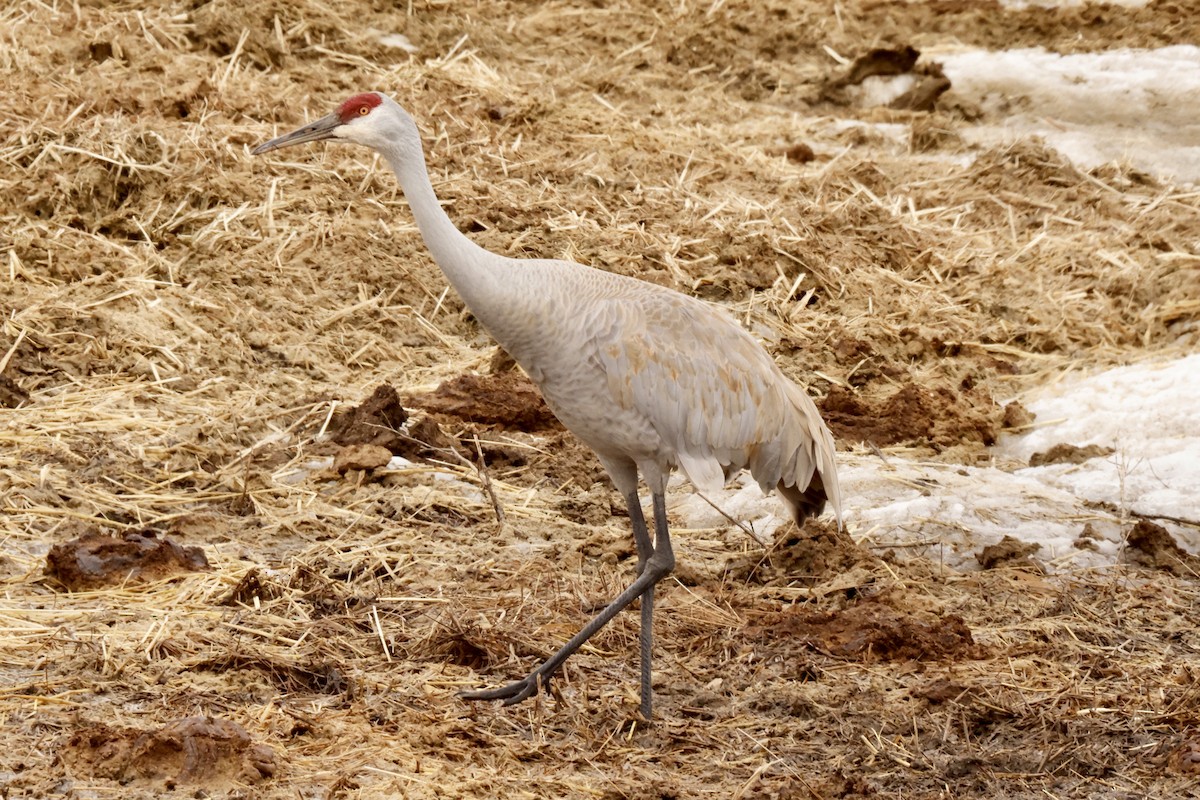 Sandhill Crane - Scott Fischer