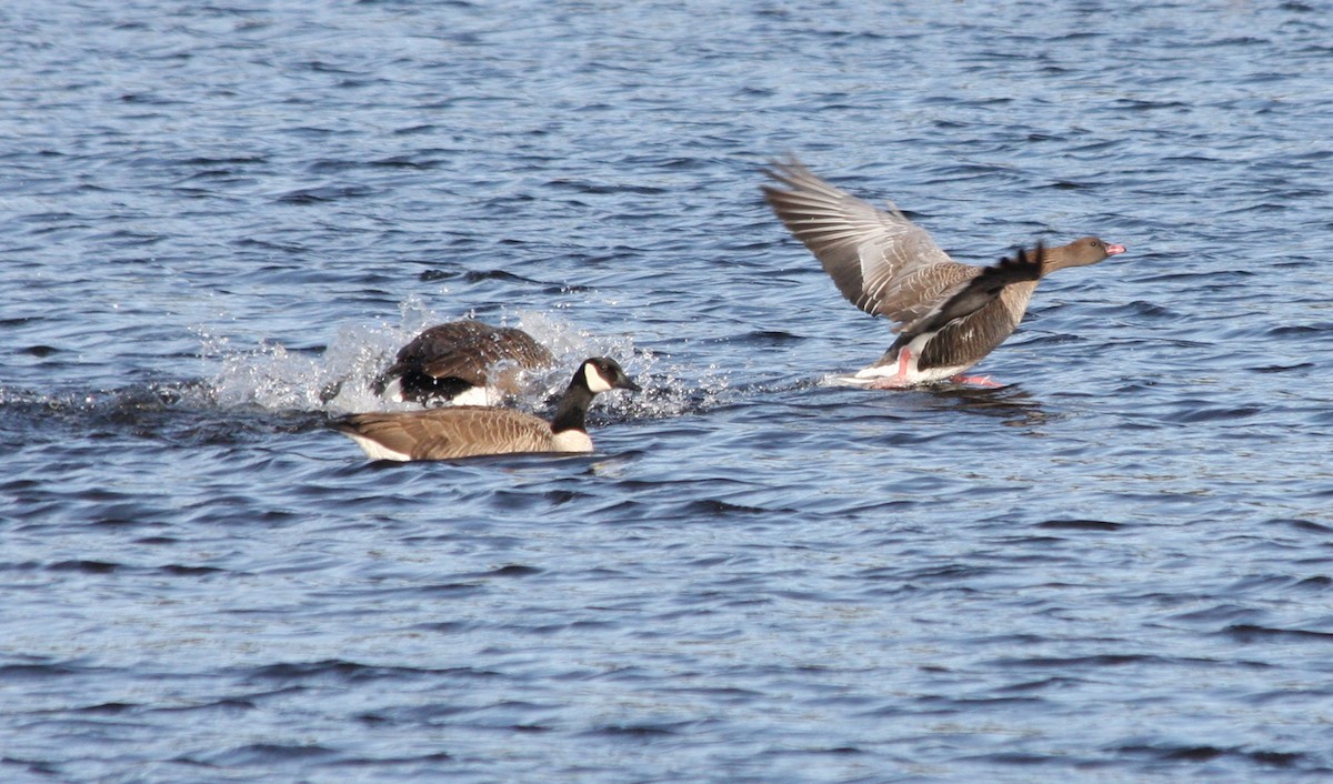 Pink-footed Goose - ML551584651