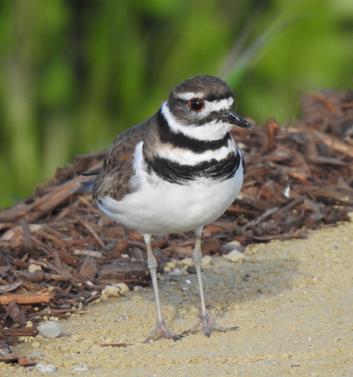 Killdeer - ML551584661