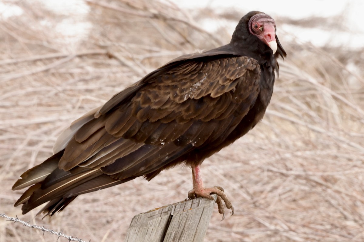 Turkey Vulture - ML551584721
