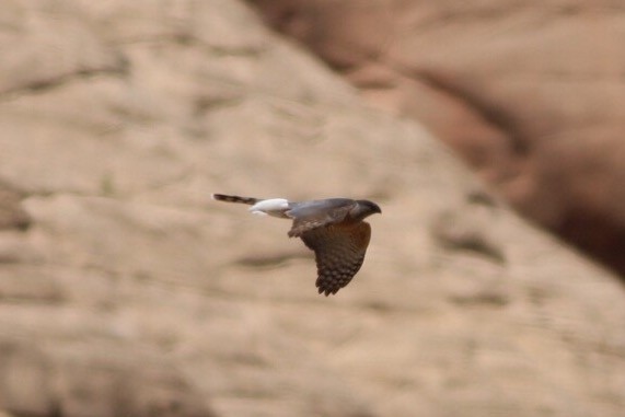 Cooper's Hawk - ML55158501