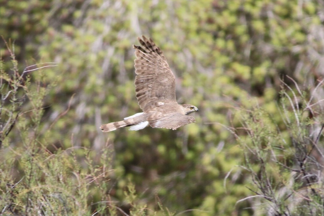 Cooper's Hawk - ML55158511