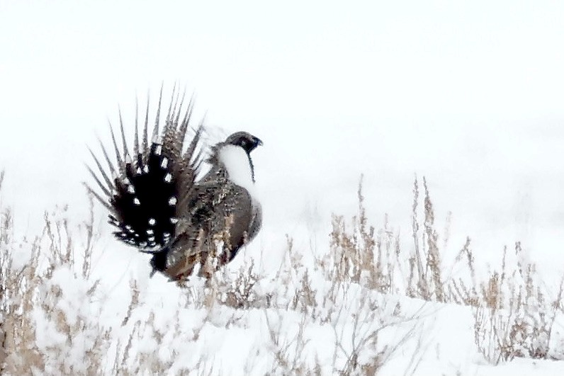 Greater Sage-Grouse - ML551585121