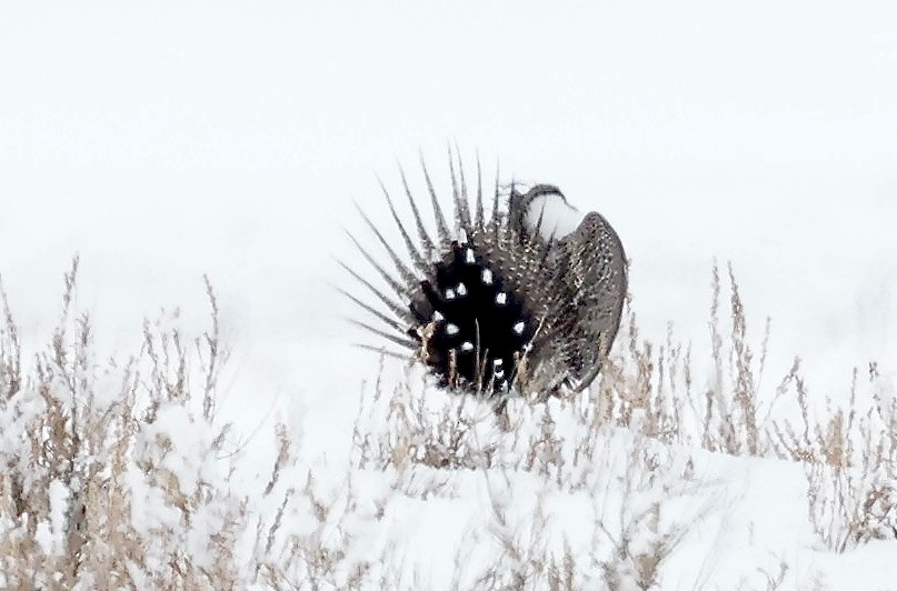Greater Sage-Grouse - ML551585131