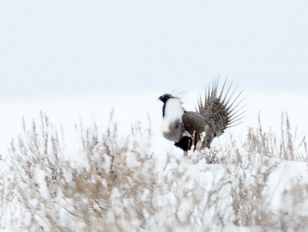 Greater Sage-Grouse - ML551585141