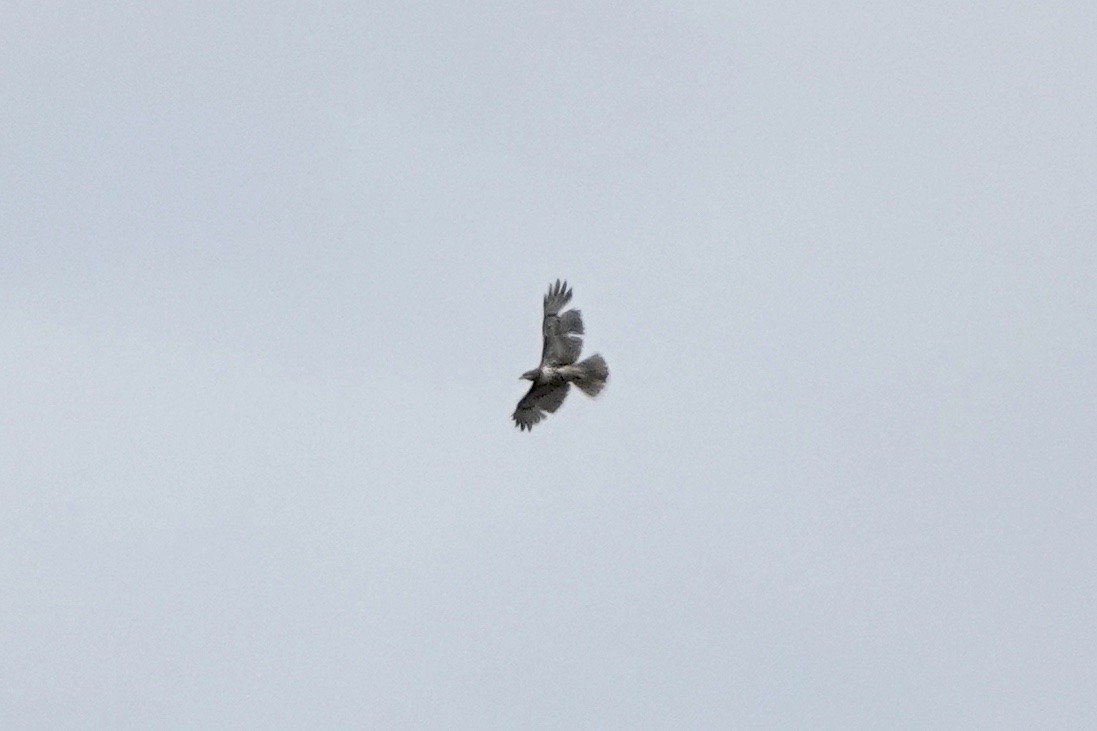 Red-tailed Hawk - ML551585191