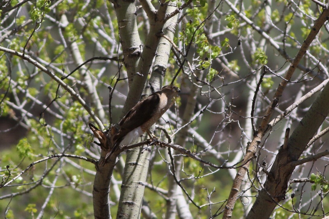 Cooper's Hawk - ML55158521