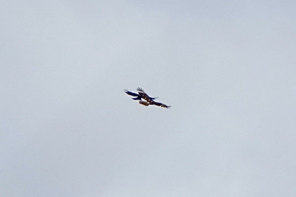 Red-tailed Hawk - ML551585211