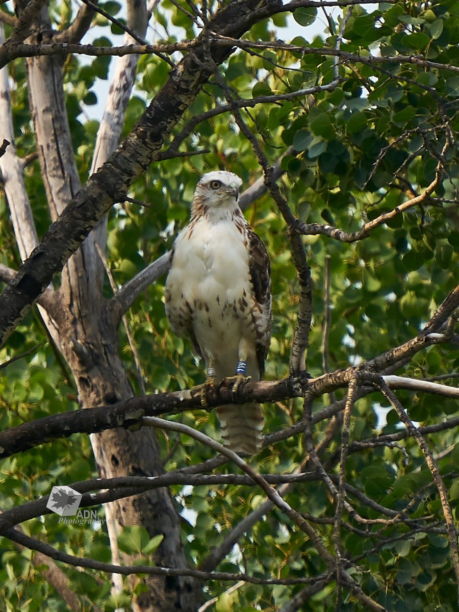 Red-tailed Hawk (Krider's) - ML551585381