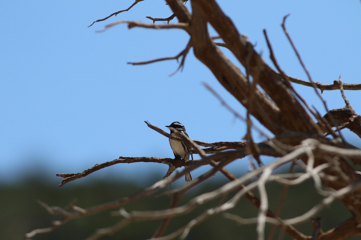 Black-throated Gray Warbler - ML55158571