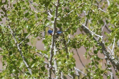 Lazuli Bunting - ML55158621