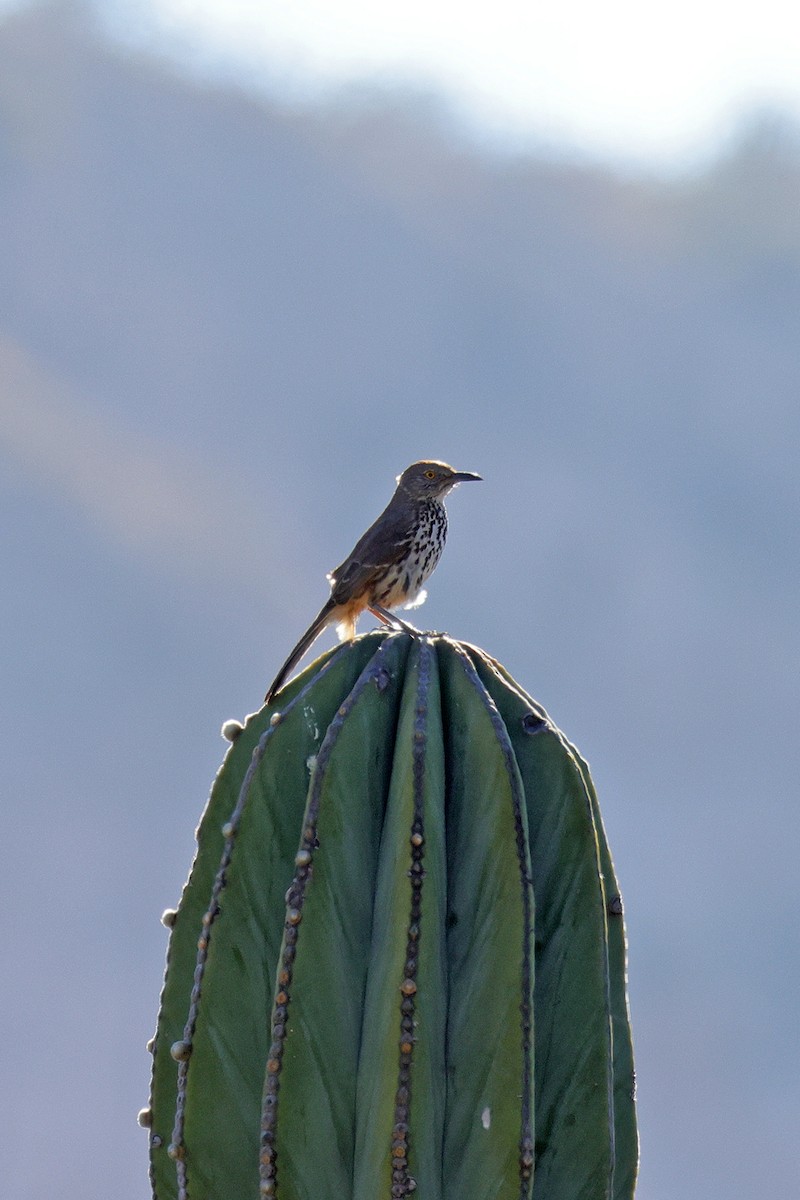 Gray Thrasher - ML551586341