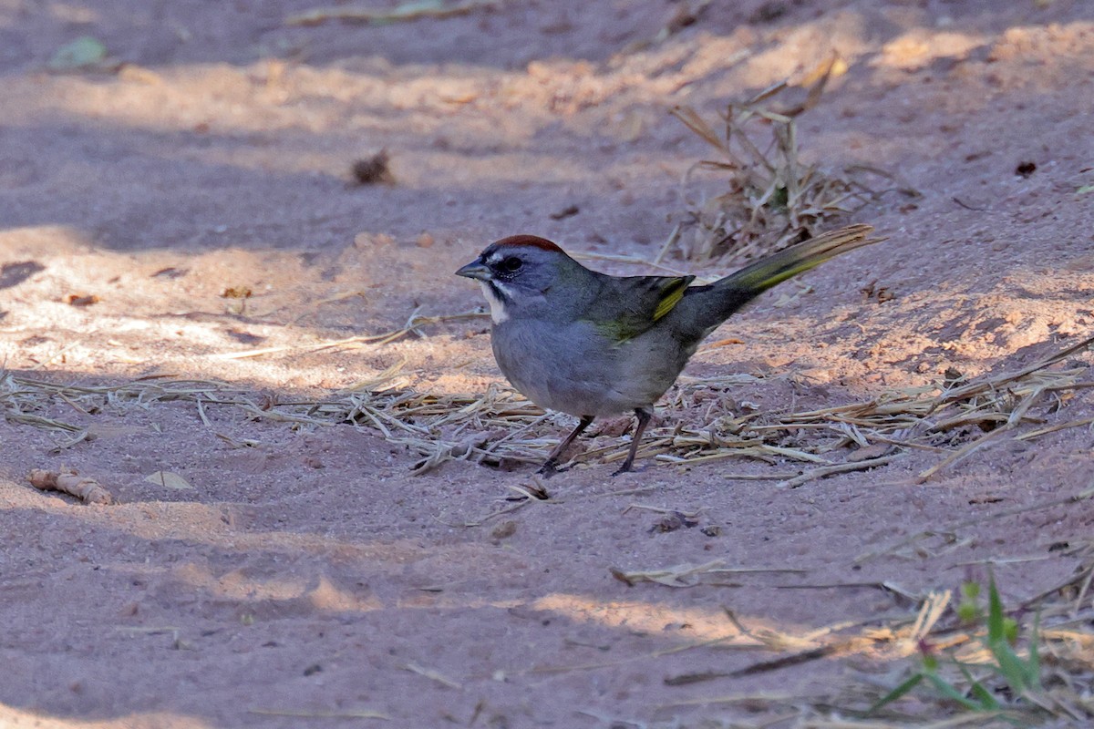 Green-tailed Towhee - ML551586511