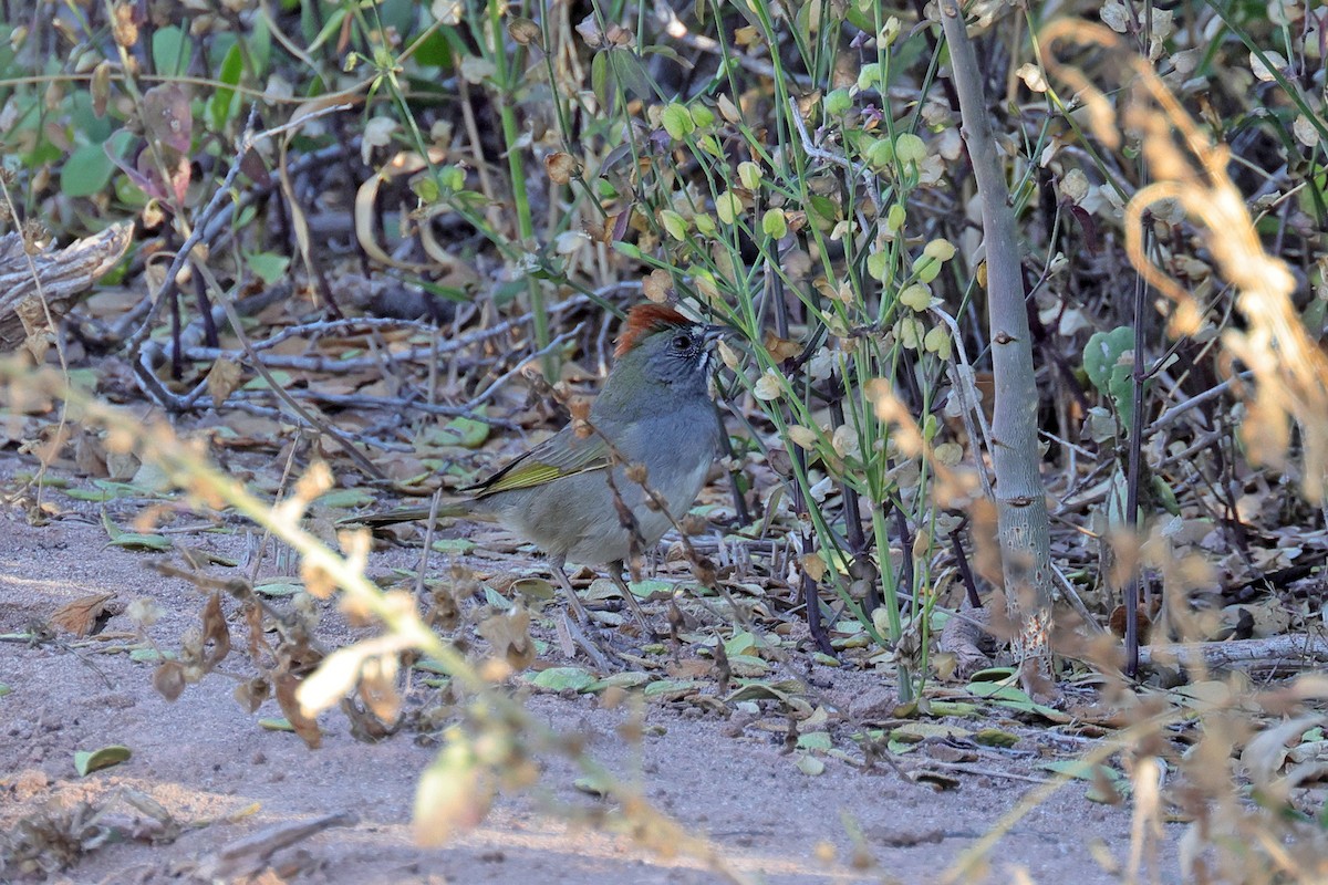 Green-tailed Towhee - ML551586521