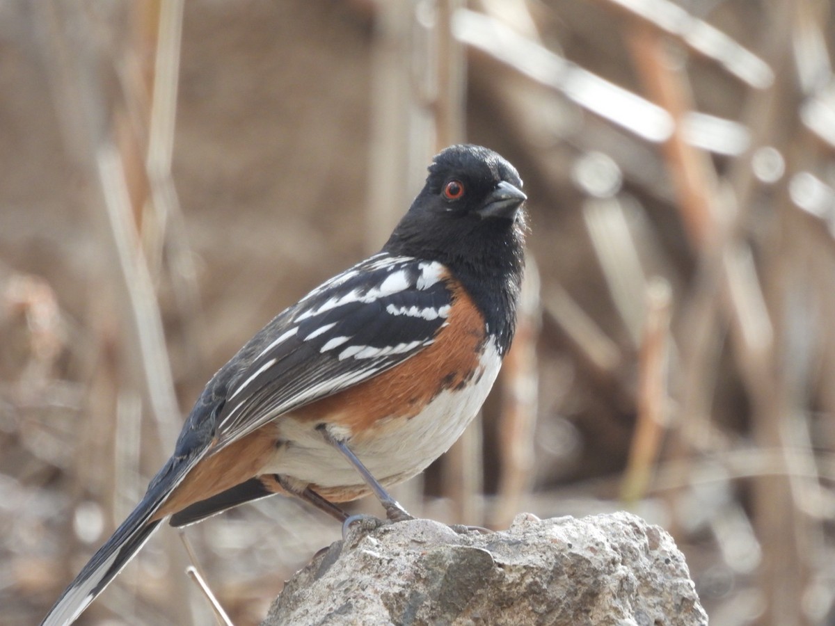 Spotted Towhee - ML551586751