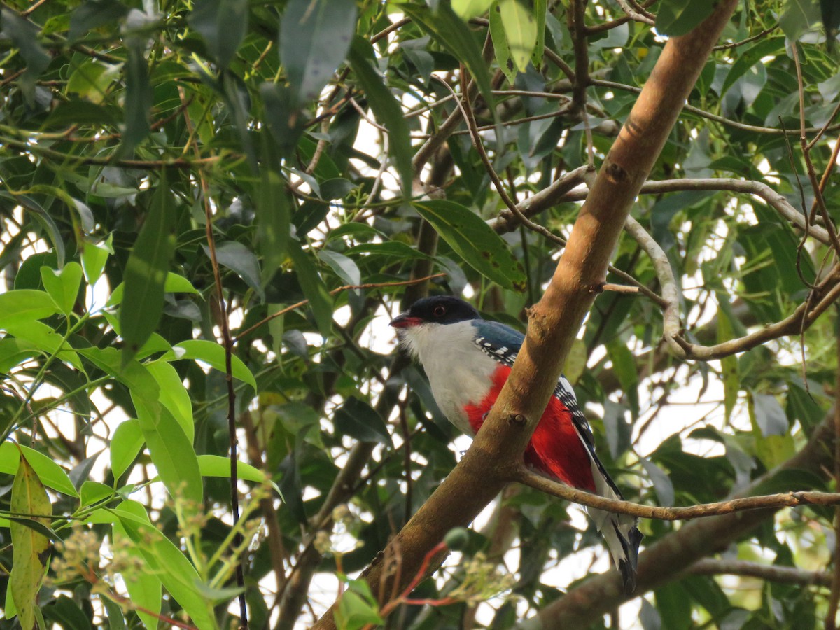 Cuban Trogon - Thomas Hinnebusch