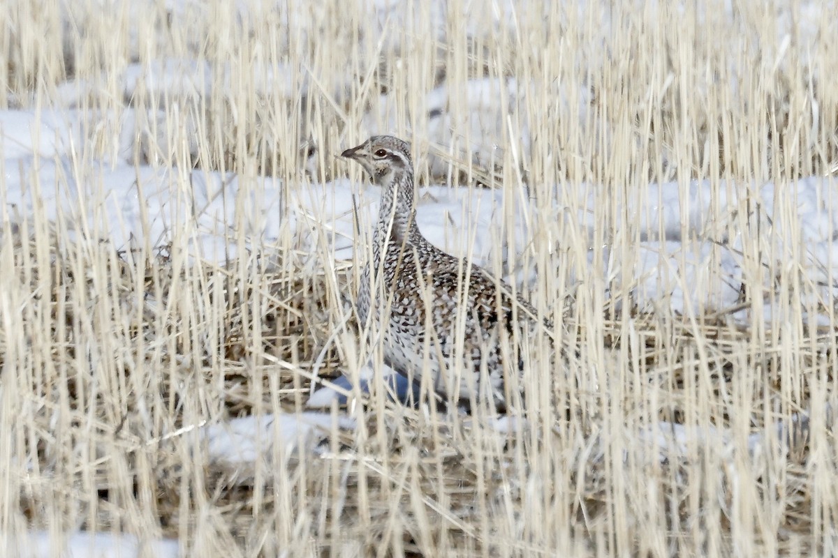 Sharp-tailed Grouse - Lorna Aynbinder