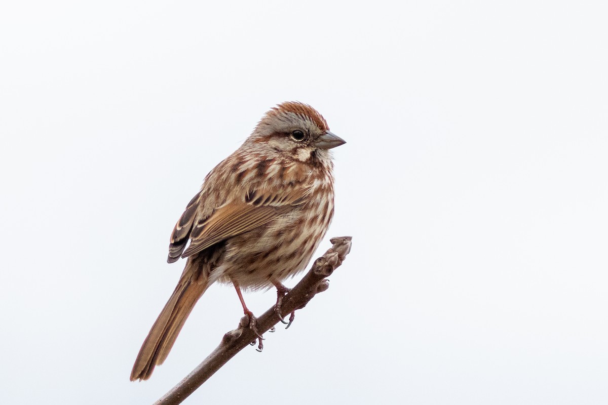 Song Sparrow - David Bohrer