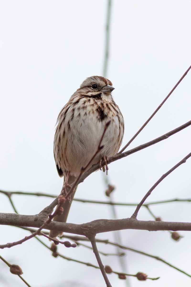 Song Sparrow - David Bohrer