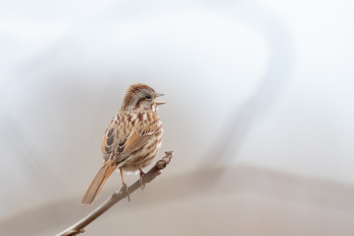 Song Sparrow - David Bohrer