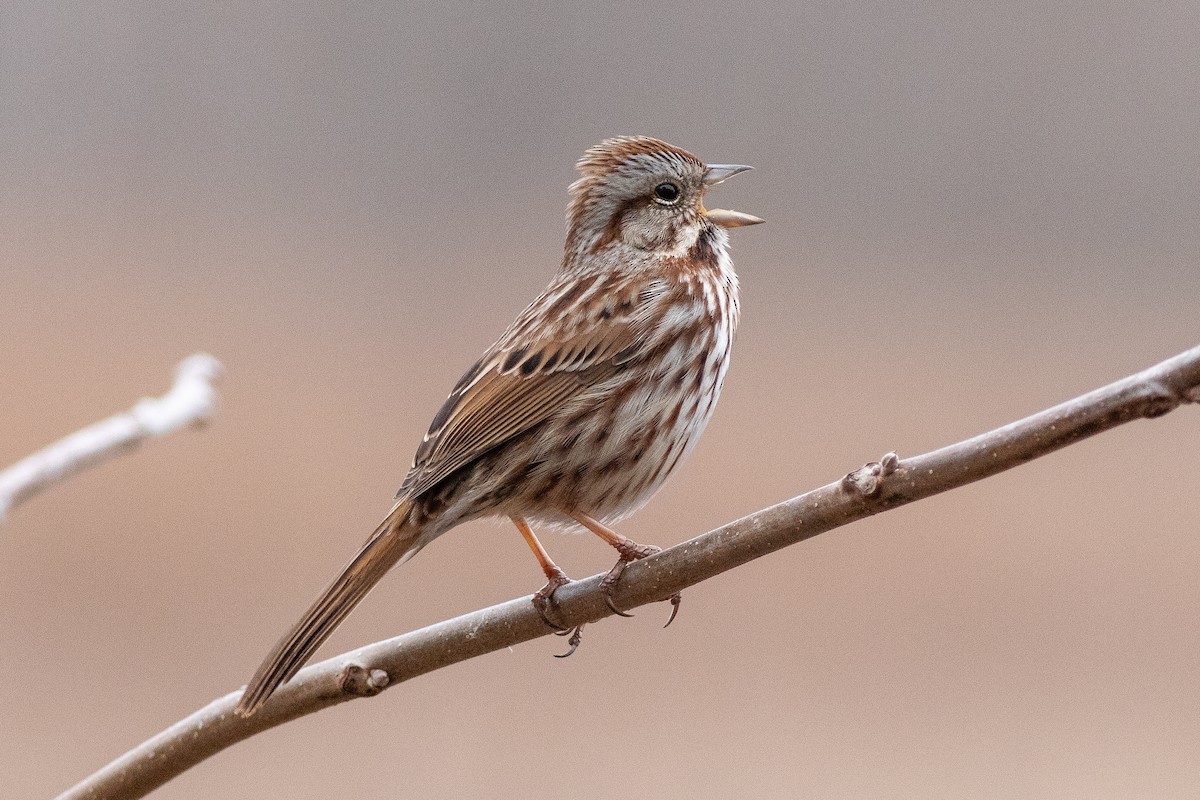 Song Sparrow - David Bohrer