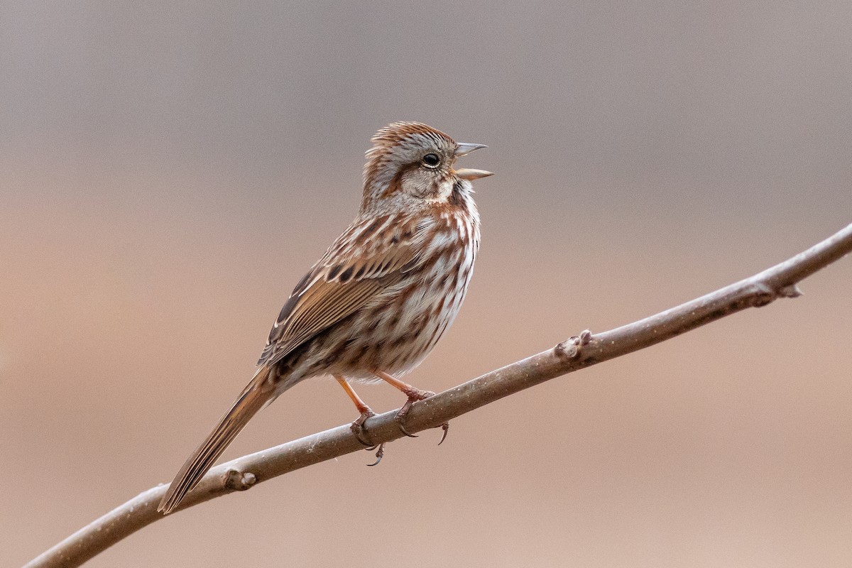 Song Sparrow - David Bohrer