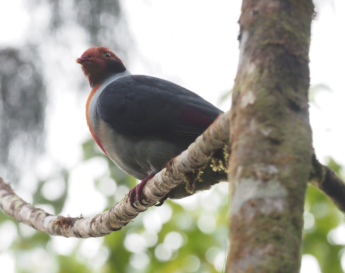 Flame-breasted Fruit-Dove - ML551588941