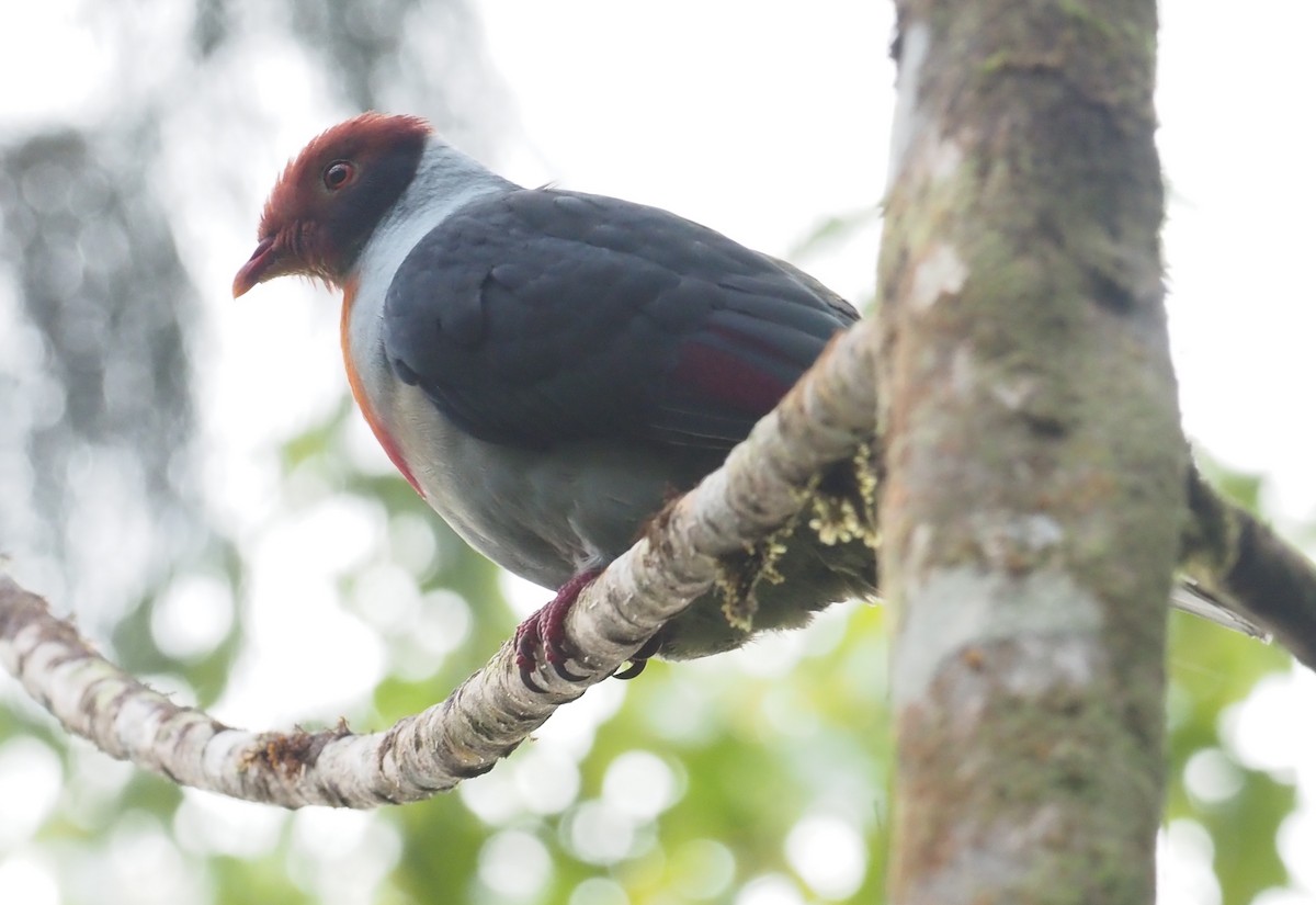 Flame-breasted Fruit-Dove - ML551589211