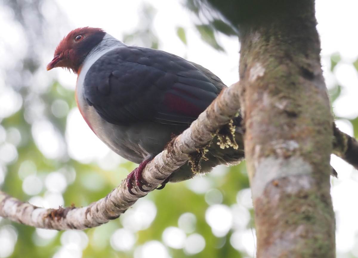 Flame-breasted Fruit-Dove - ML551589511