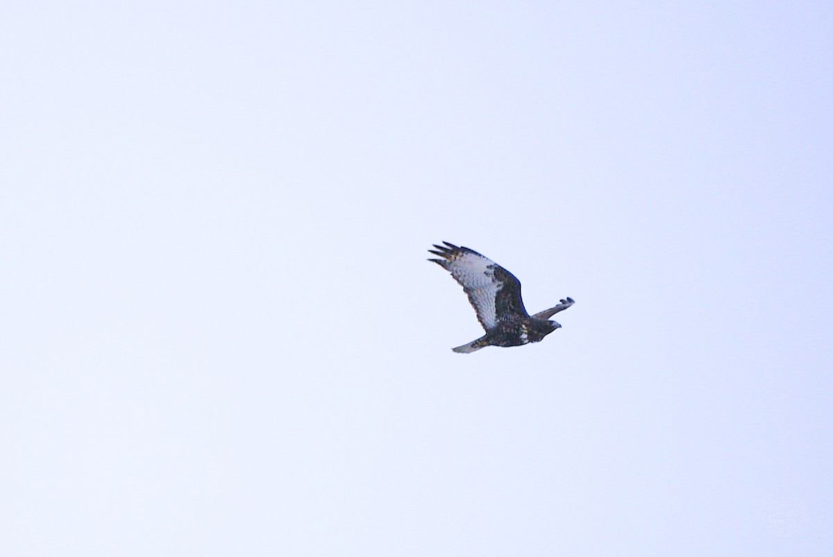 Red-tailed Hawk - ML551589661