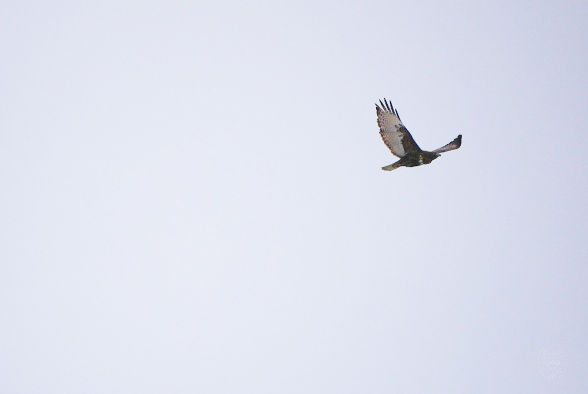 Red-tailed Hawk - ML551589691