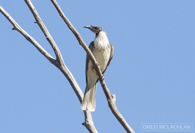 Noisy Friarbird - ML55159001