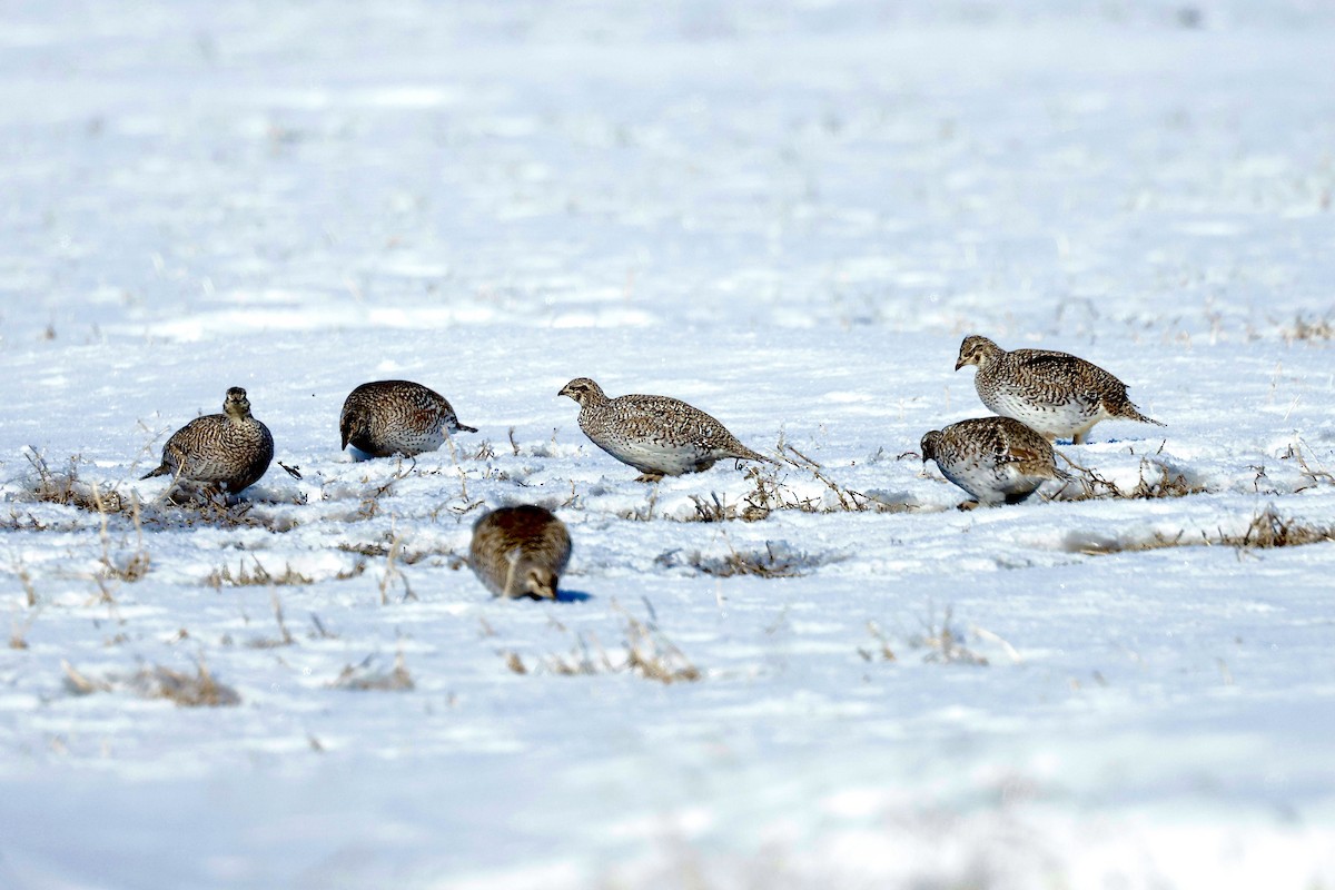 Sharp-tailed Grouse - Lorna Aynbinder