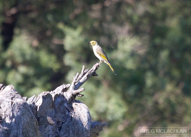 White-plumed Honeyeater - ML55159051