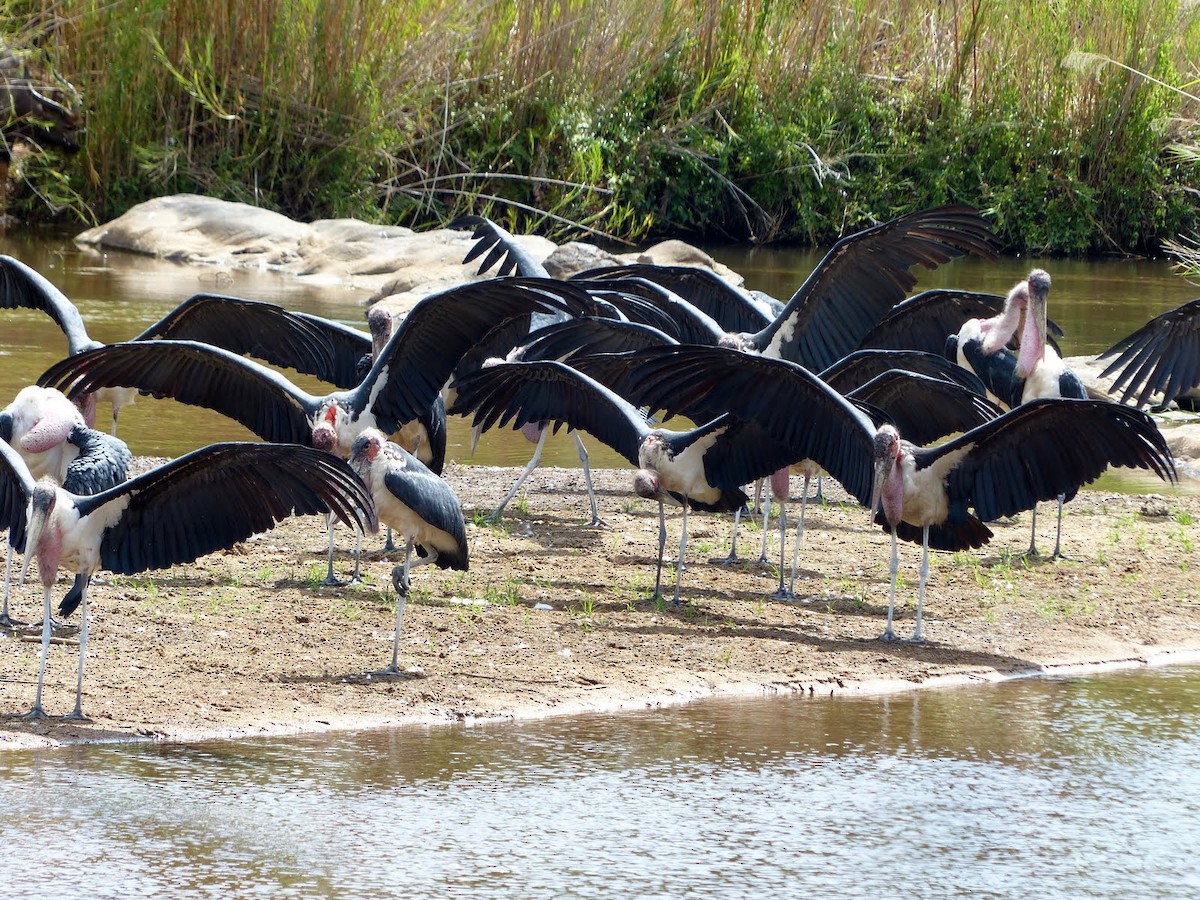 Marabou Stork - ML55159061